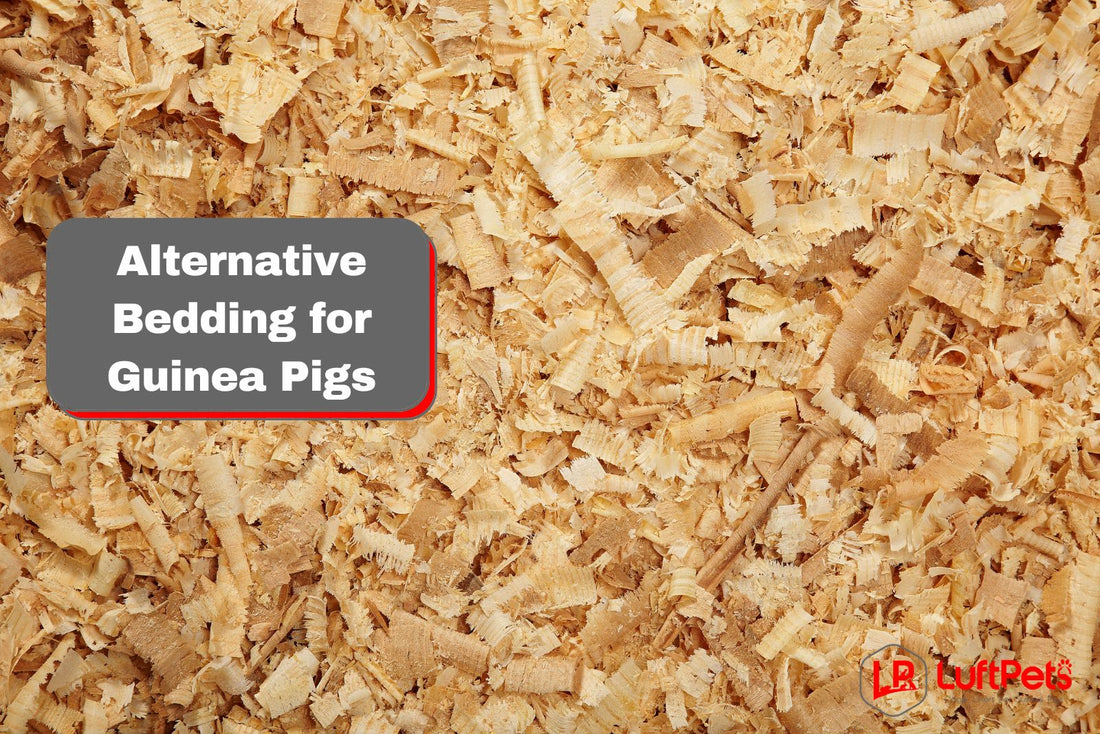 wood shavings for alternative bedding for guinea pig
