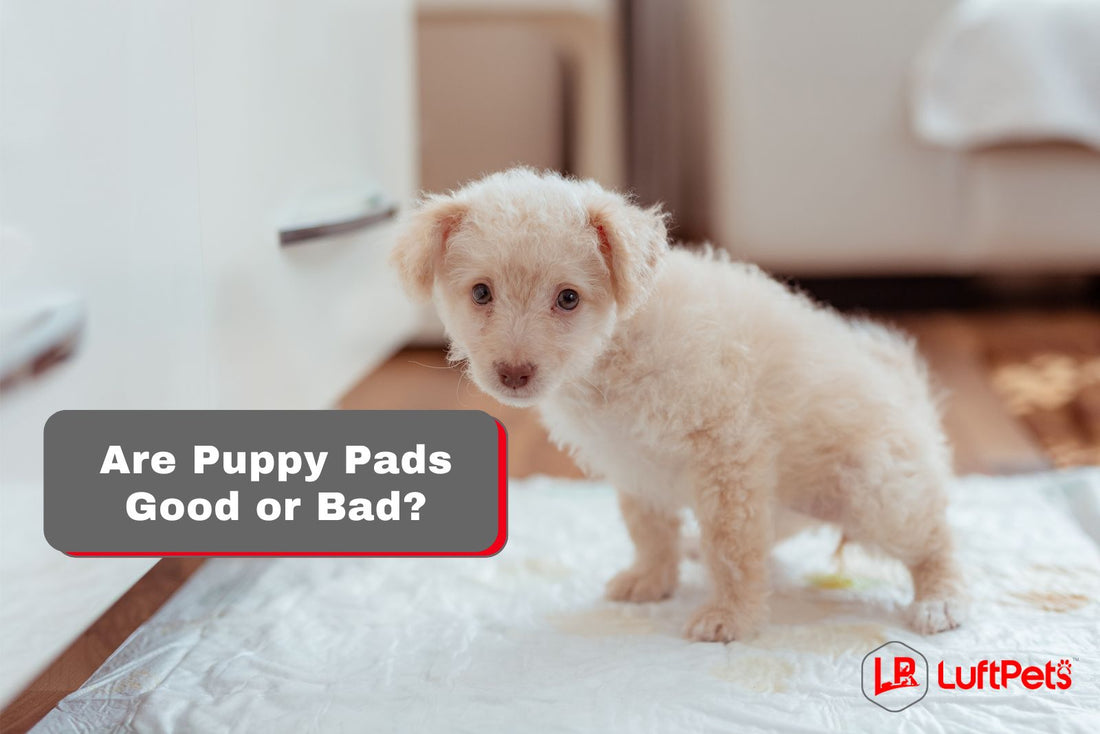 Are Puppy Pads Good or Bad? Uncover 5 Surprising Pros & Cons You Must Know
