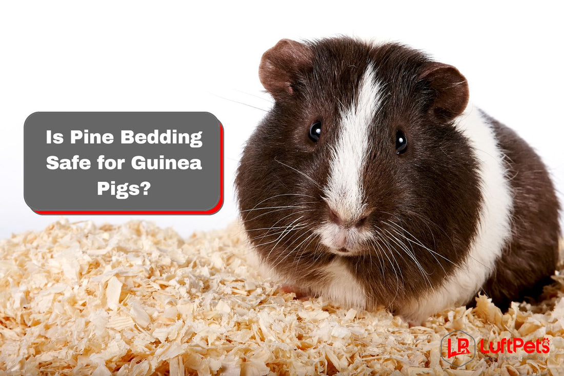 guinea pig on a pine bedding beside "Is Pine Bedding Safe for Guinea Pigs?"