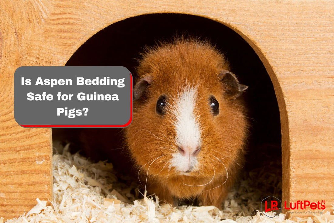 Is aspen bedding safe for guinea pigs
