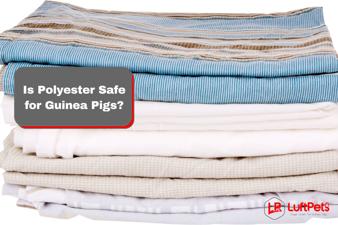 polyester bedding for guinea pigs