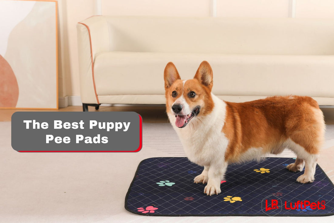 The Best Puppy Pads! 9 TOP Picks in 2024!