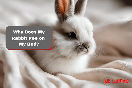 baby bunny lying on the bed