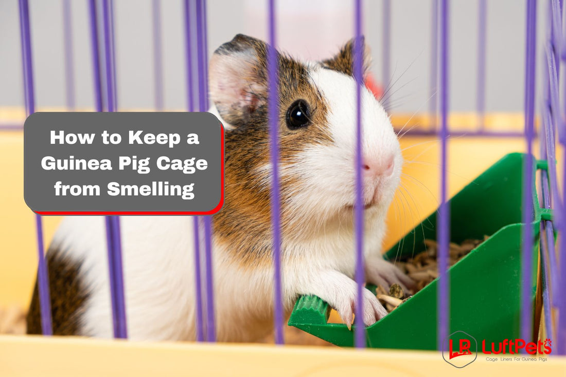 guinea pig inside a cage