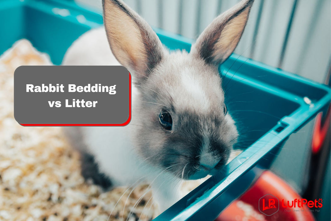 rabbit inside a cage with a paper bedding