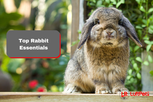 Top 12 Rabbit Essentials: Supplies & Products for a Happy Bunny!