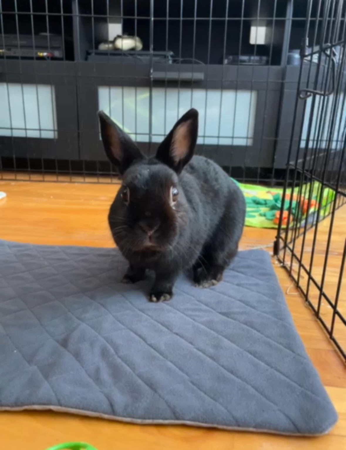 Rabbit & Guinea Pig Cage Liners for MidWest Cages - Washable & Absorbent