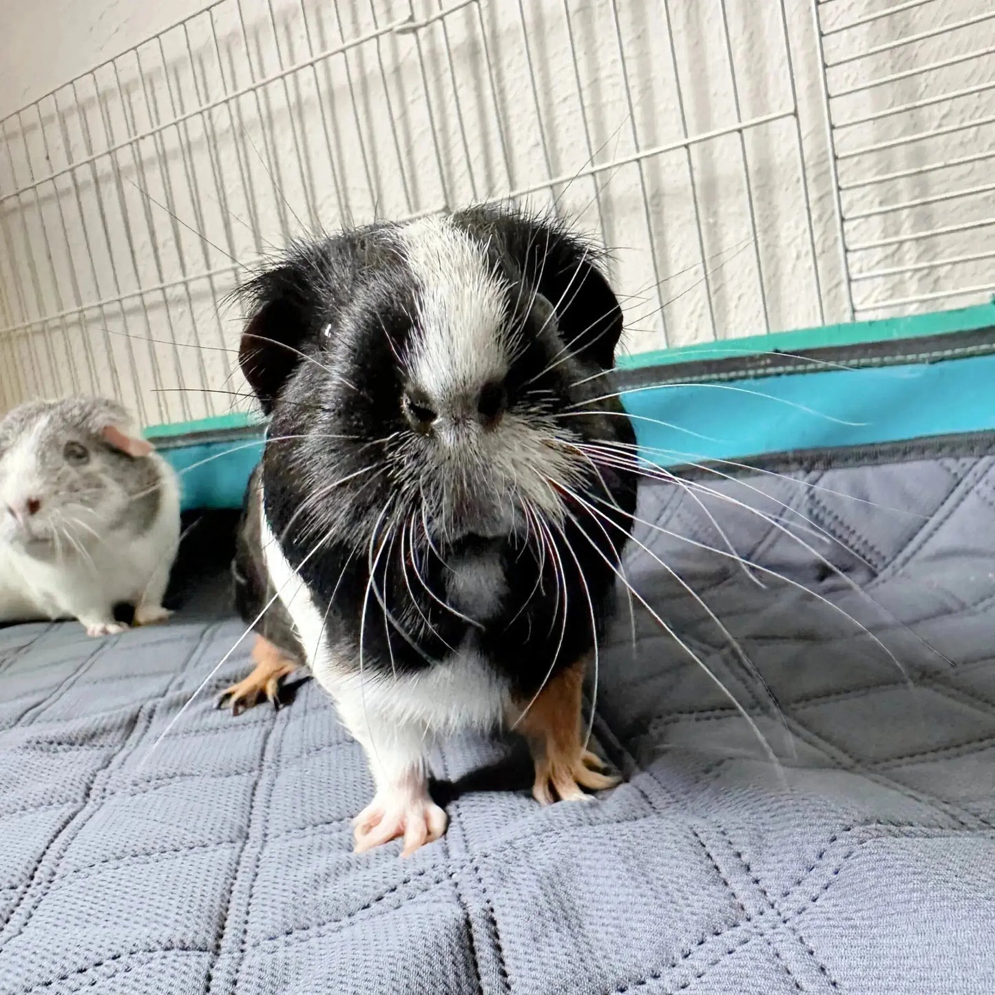 Rabbit & Guinea Pig Cage Liners for MidWest & C&C 2x4 Cages - Washable & Absorbent- Gray LUFTPETS