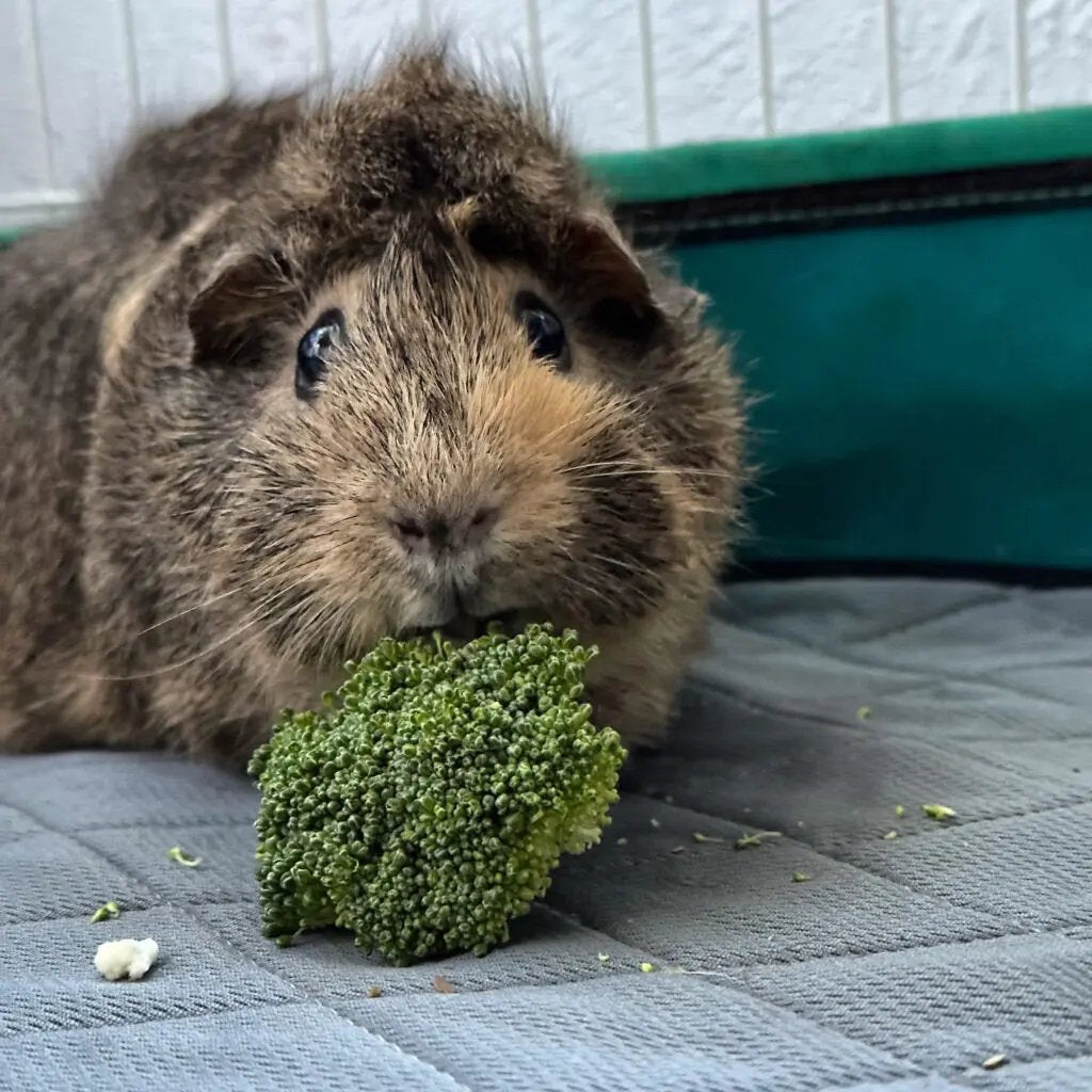 Ultra-Thick Washable Guinea Pig & Rabbit Cage Liners 24x47” - 2 Pack Midwest LUFTPETS