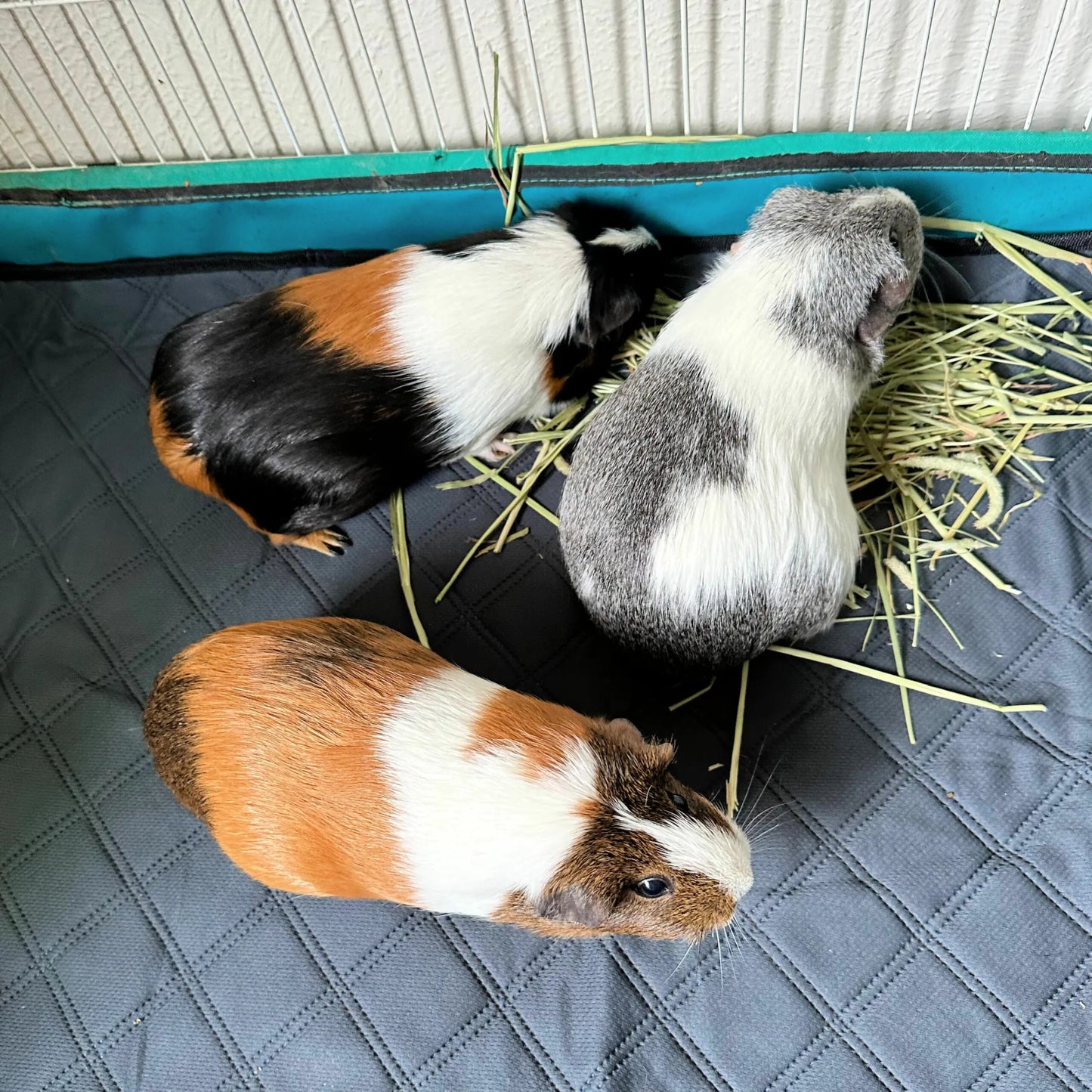 Rabbit & Guinea Pig Cage Liners for MidWest Cages - Washable & Absorbent