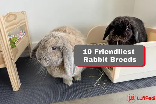 10 Friendliest Rabbit Breeds You’ll Instantly Love - LUFTPETS