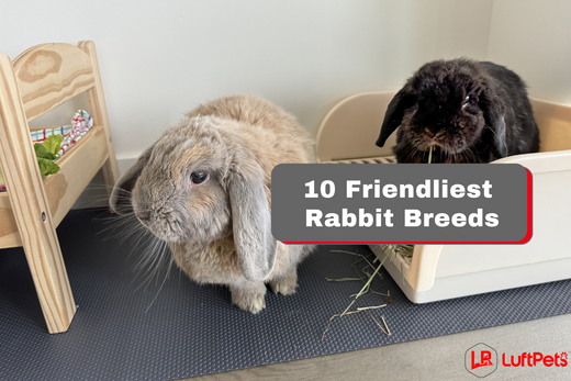 10 Friendliest Rabbit Breeds