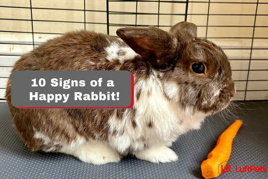 10 Signs of a Happy Rabbit