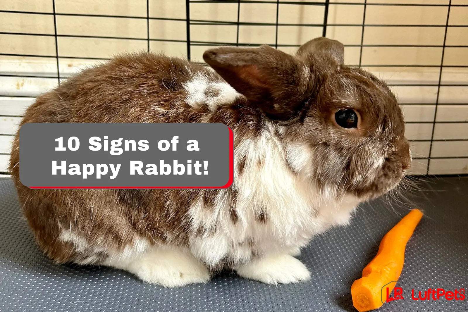 10 Proven Signs of a Happy Rabbit – LUFTPETS