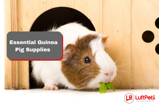 guinea pig eating a leaf inside her wooden enclosure