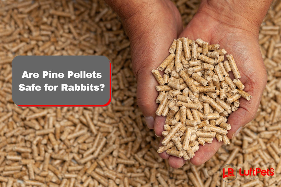 hand holding pine pellets