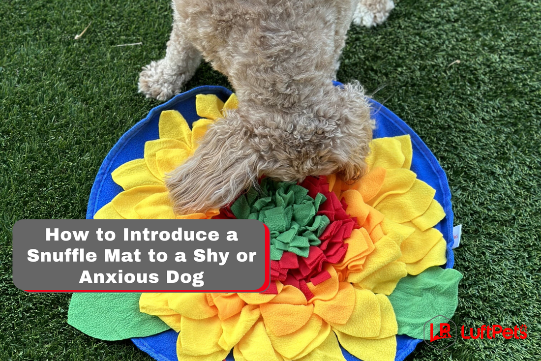how to introduce a snuffle mat to a shy or anxious dog