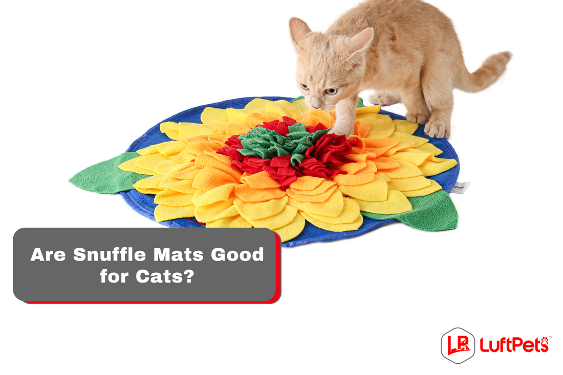 cat on sunflower snuffle mat from luftpets
