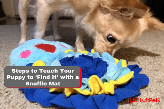 puppy sniffing and how to teach puppy find it with a snuffle mat