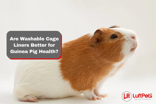 cute brown guinea pig