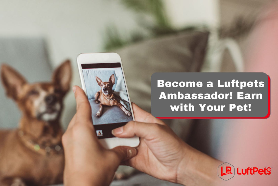 Join the LuftPets Family: Become a Brand Ambassador And Earn!