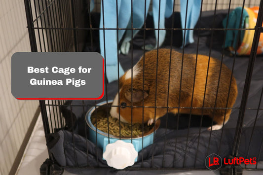 cavy eating inside the best cage for guinea pigs