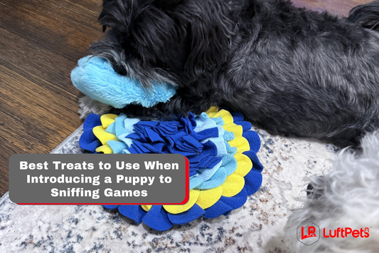puppy choosing the best treats to use when introducing him to sniffing games