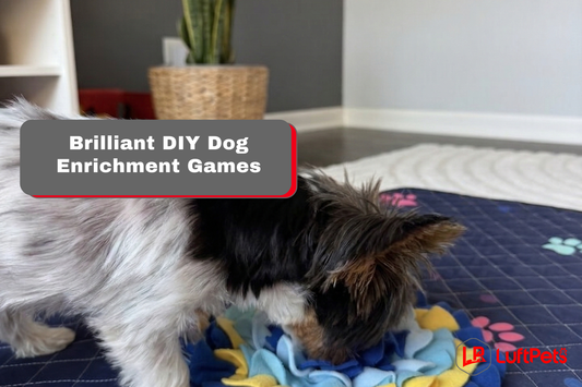 dog enrichment games diy 