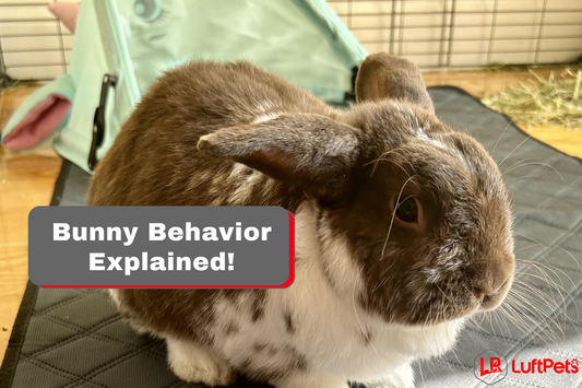 Bunny Behavior Explained