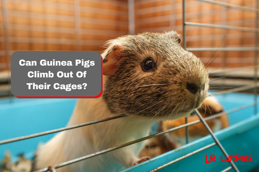 guinea pig climbing out of his cage