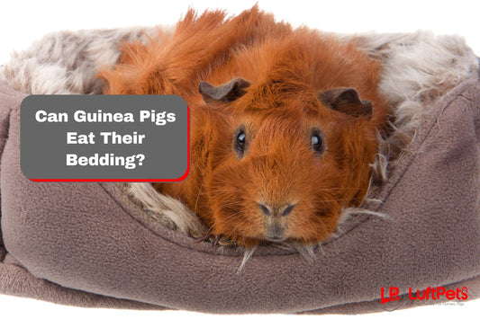 Can Guinea Pigs Eat Their Bedding? [5 Proven Tips to Prevent Them]