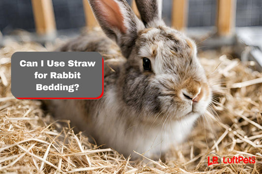rabbit using a straw bedding