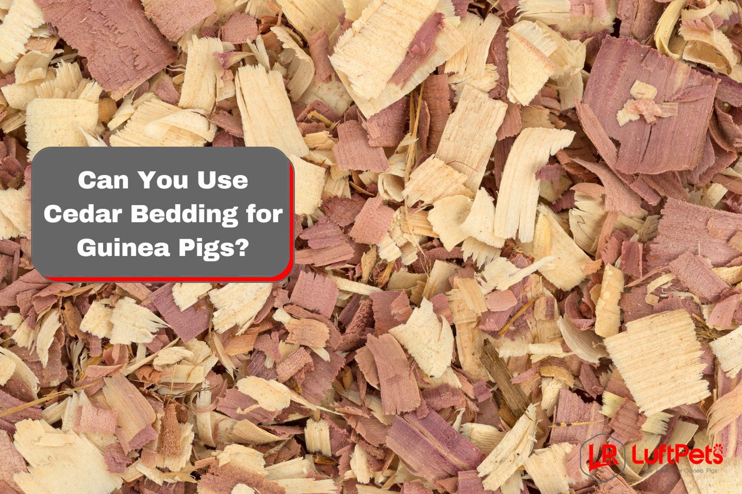 Can You Use Cedar Bedding for Guinea Pigs? 3 Risks To Know LUFTPETS