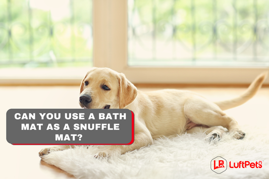 dog sitting on a bath mat
