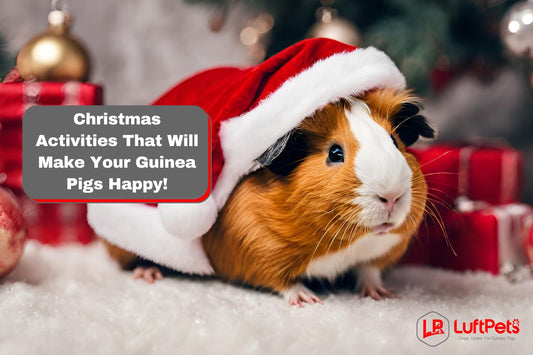 5 Christmas Activities That Will Make Your Guinea Pigs Happy!