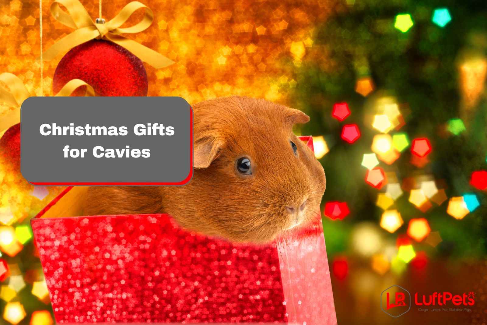 19 Unique Christmas Gifts for Guinea Pigs Holiday Specials LUFTPETS