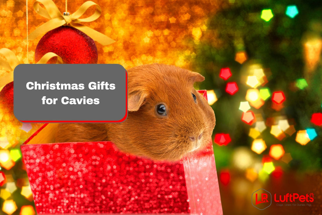 19 Unique Christmas Gifts for Guinea Pigs - Holiday Specials