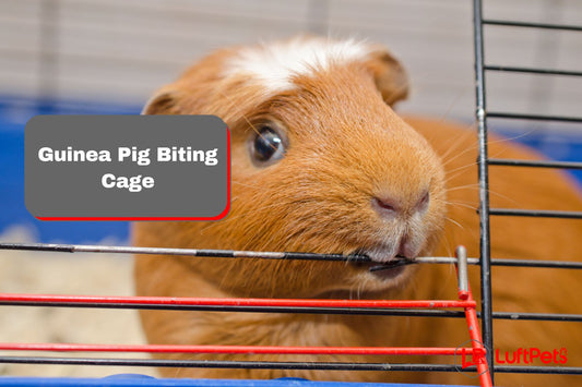 guinea pig biting a cage