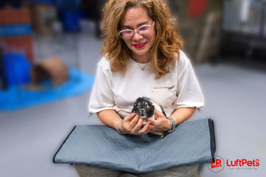 How to Hold Your Guinea Pig (Without Getting Peed On!)"
