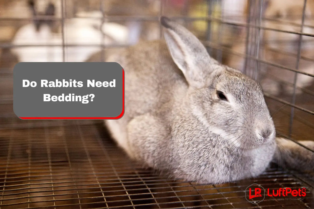 rabbit inside a cage without a bedding