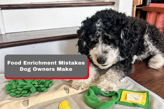 Avoid These Common Food Enrichment Mistakes Dog Owners Make LUFTPETS
