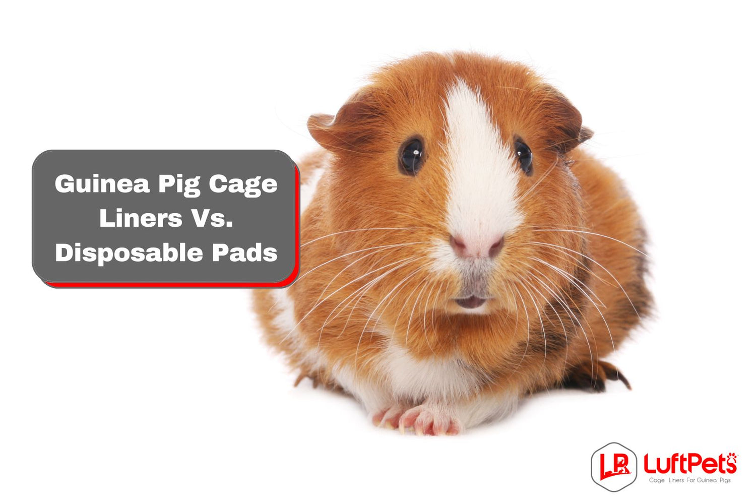 Choosing Guinea Pig Cage Essentials Disposable Pads or Liners? LUFTPETS
