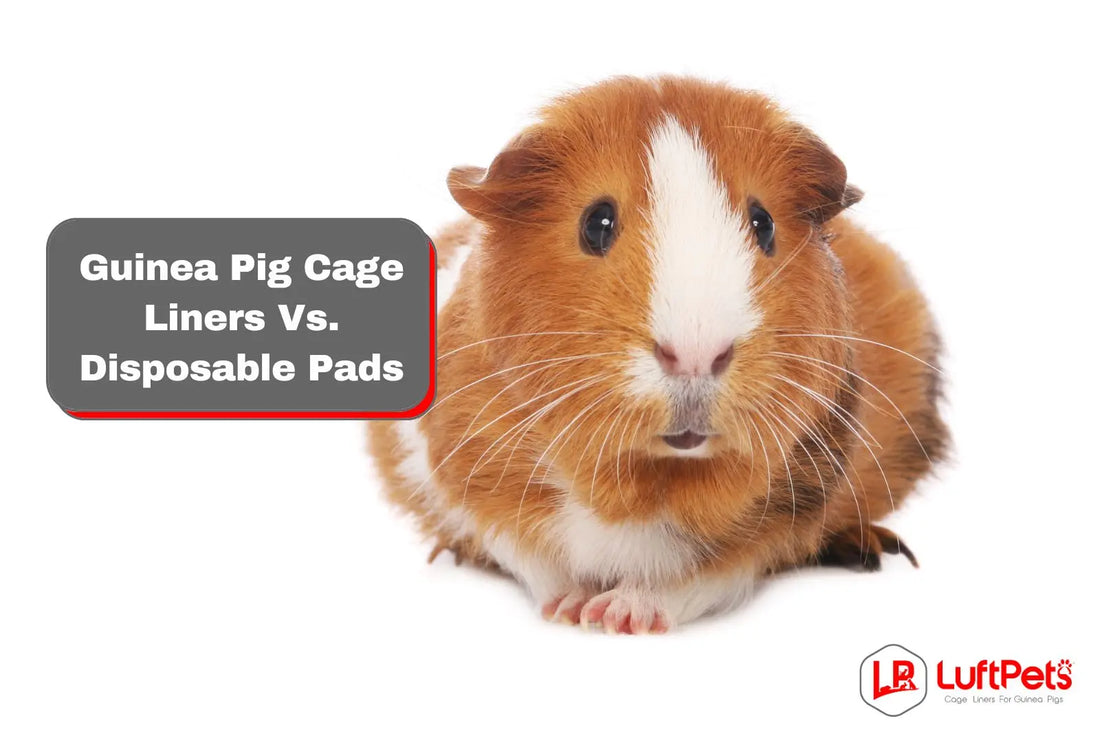 guinea pig looking at the camera