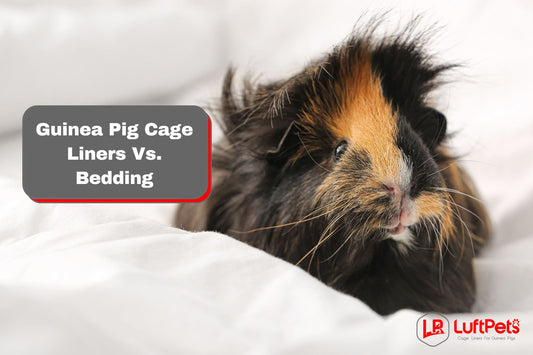 Guinea Pig Cage Liners vs. Bedding