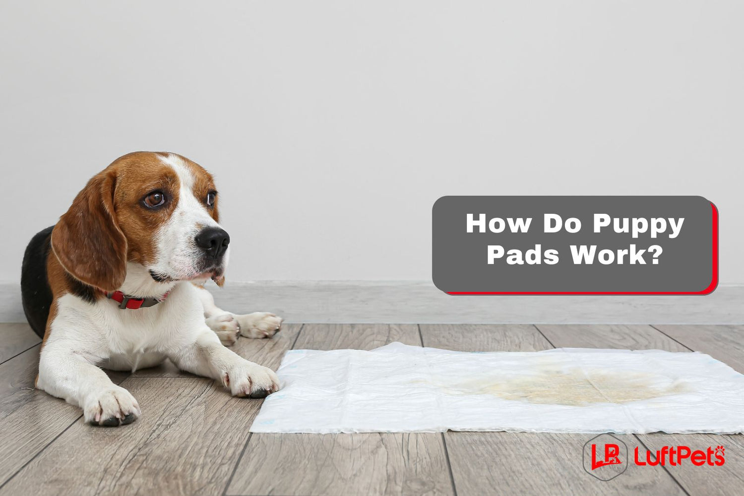 How Do Puppy Pads Work? In a Nutshell! LUFTPETS
