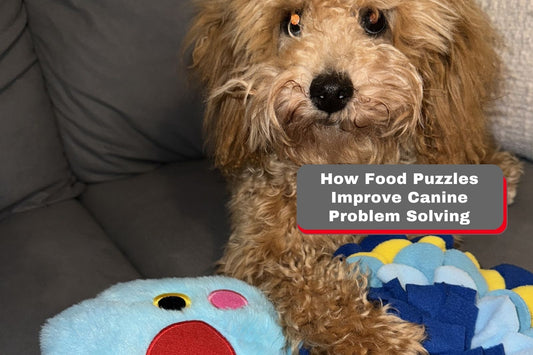 How Food Puzzles Improve Canine Problem Solving