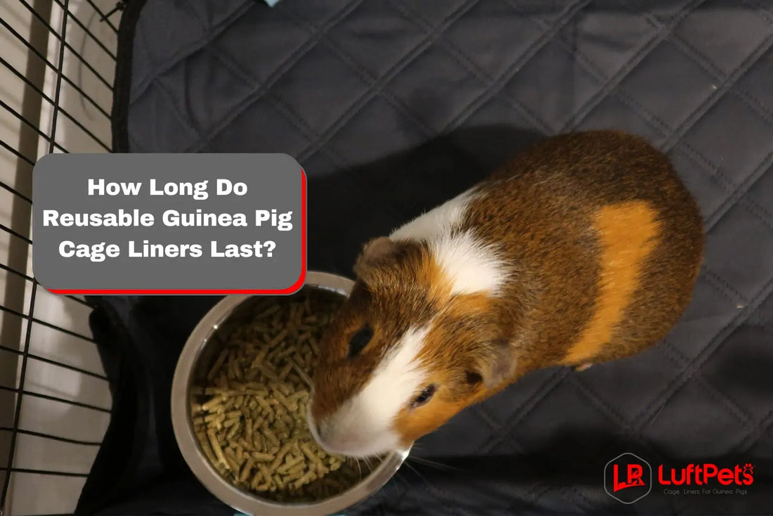 cute guinea pig using a guinea cage liner
