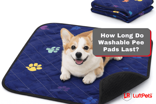 dog laying on luftpets washable pee pads