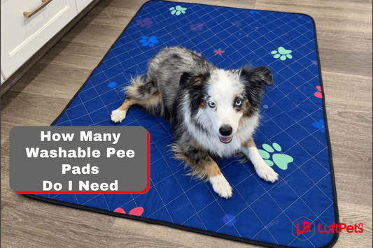 How Many Washable Pee Pads Do I Need for My New Puppy? A Vet's Guide