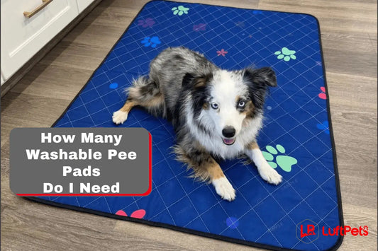 How Many Washable Pee Pads Do I Need for My New Puppy? A Vet's Guide LUFTPETS